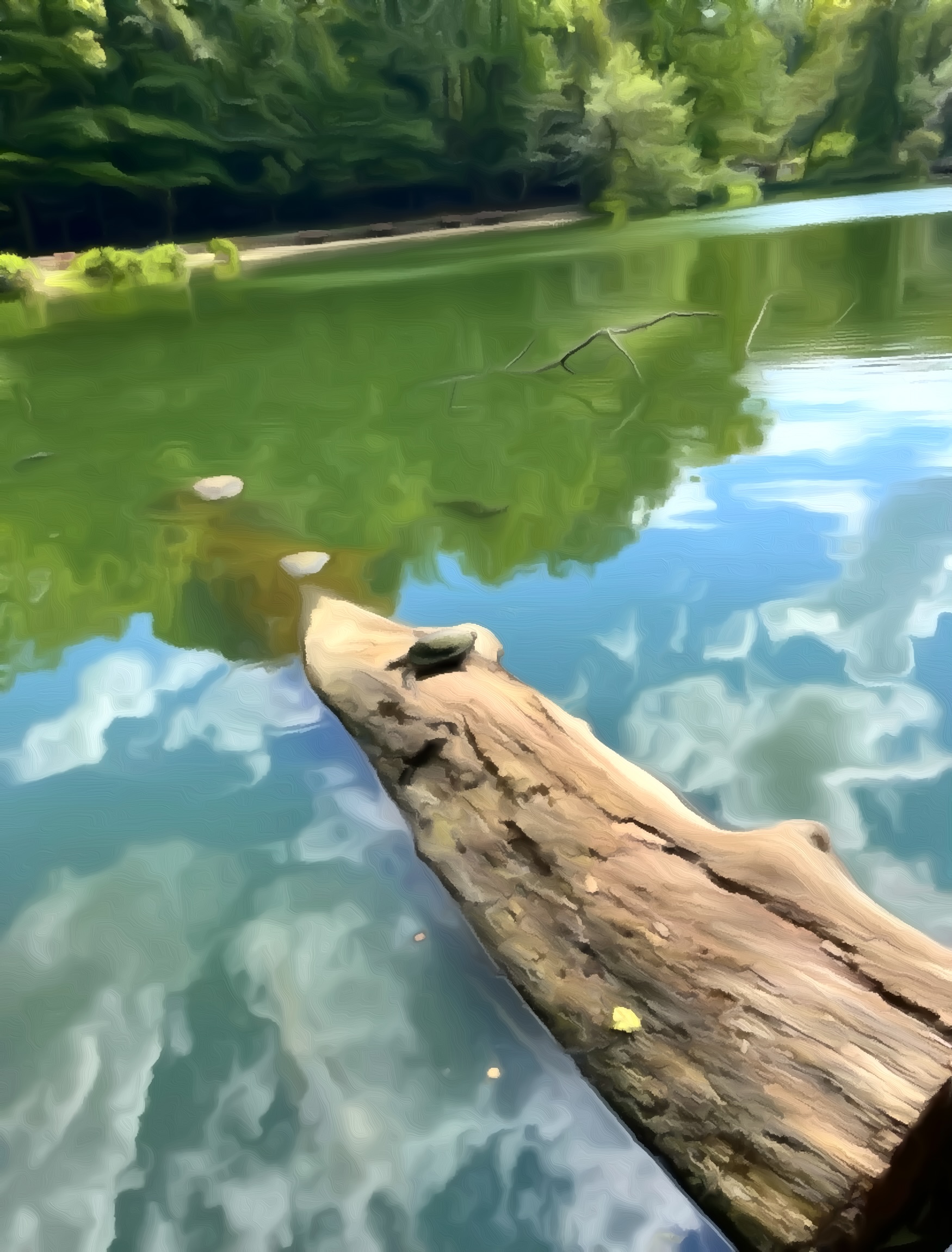 Slow and Steady: What YOU can learn about life from turtles