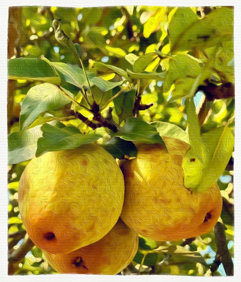 Taking It Slow: Sustainable Suburban and Urban&nbsp;Gardening